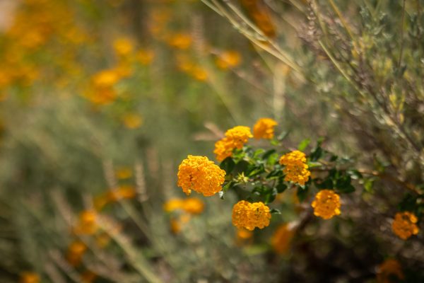 Villa-Rabia-Exterior (10)